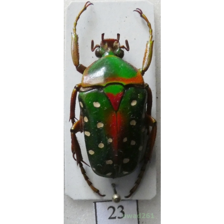Stephanorrhina guttata (Olivier, 1789) male C.A.R. +25mm23